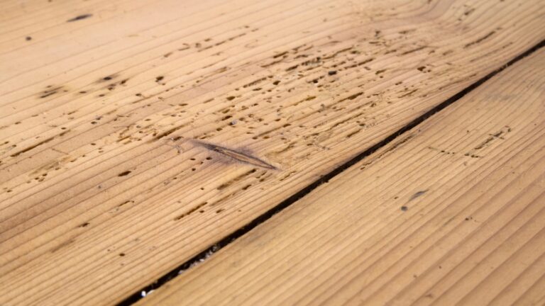 Close-up of wood planks with signs of woodworm damage
